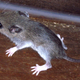Image: D. Gordon E. Robertson/Wikimedia Commons